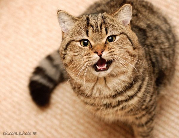 Людмила Леханова