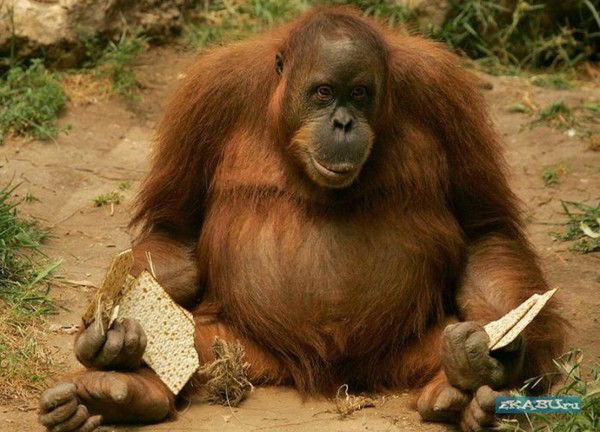 Виктор Савченко