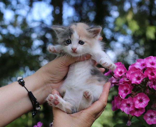 Артем Жаровский