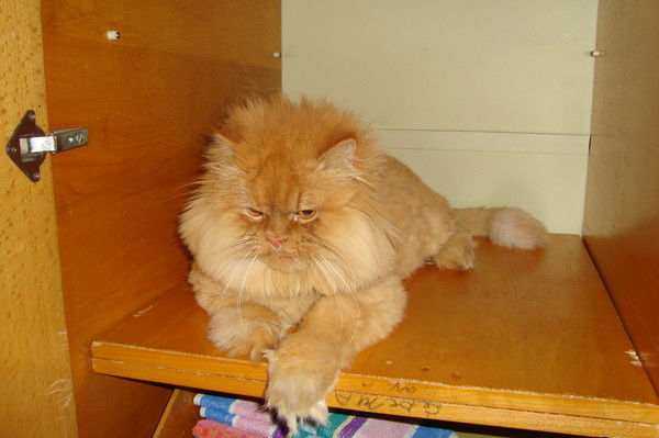 Татьяна Челнокова