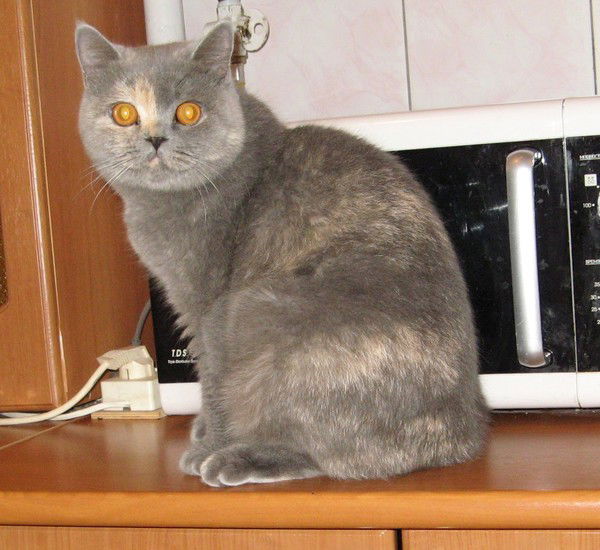 Екатерина Русейкина