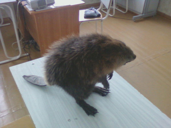 Вячеслав Старков