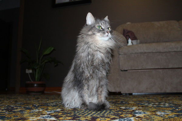 Мария Гельмель