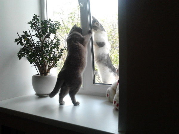 Нина Политова