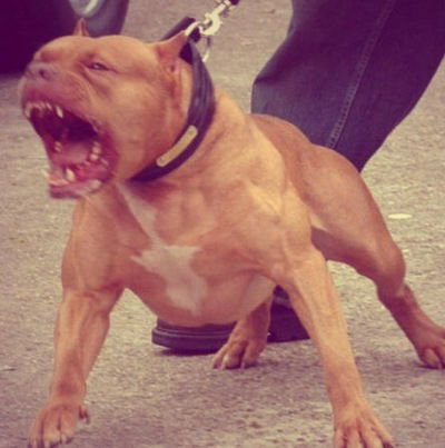 Денис Низяев