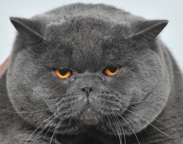 Евгений Лебедев