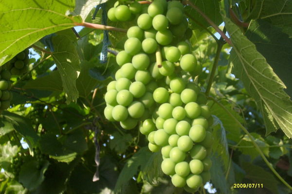 Катя - Катарина