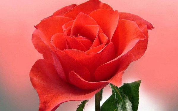 Ыкыбал Абдираимова