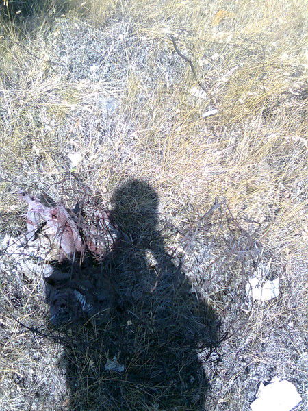 Максим Степанович