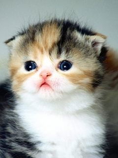 Аделия Мукашева