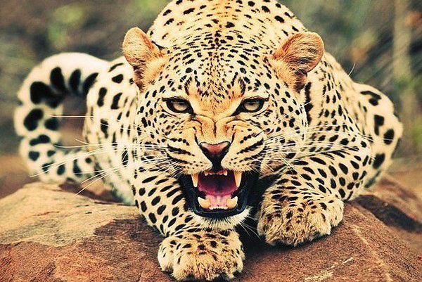 Анна Мартиросова