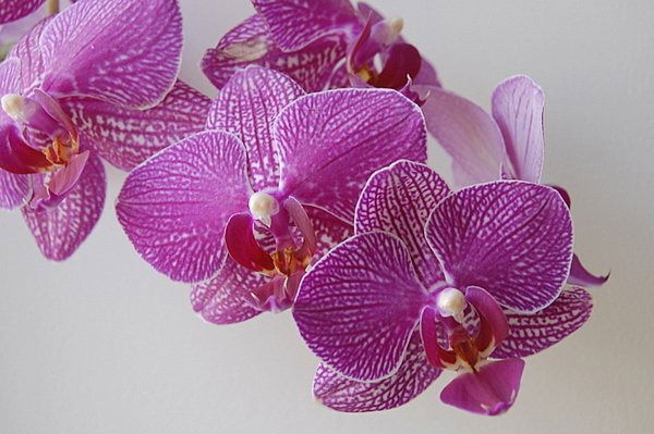 Елена Владимировна