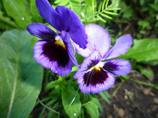 Татьяна Маракасова