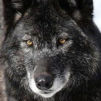 Александр Савочкин