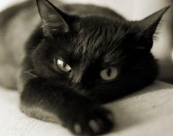 Елена Волковец