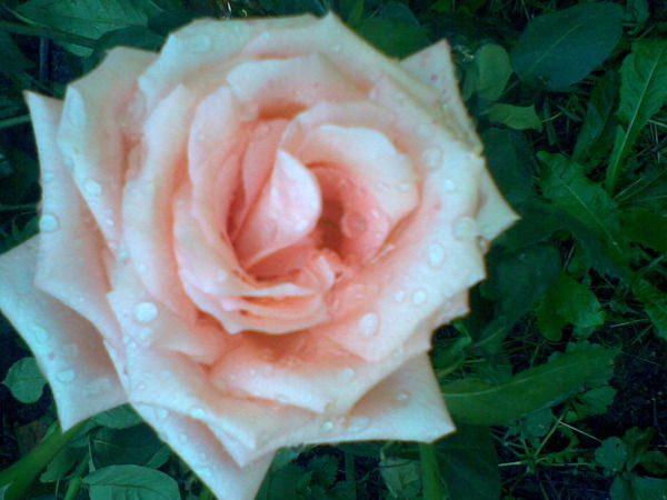 Наташа Нестерова