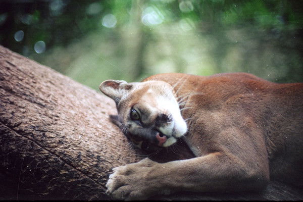 Кристина Миронова