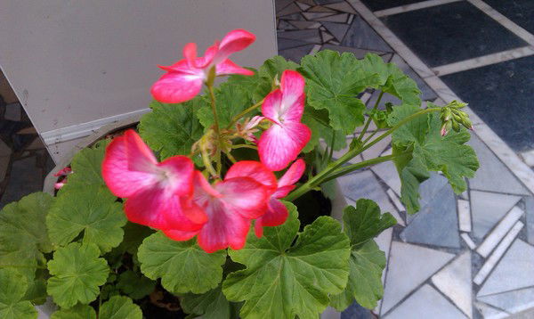 Светлана Тарасова