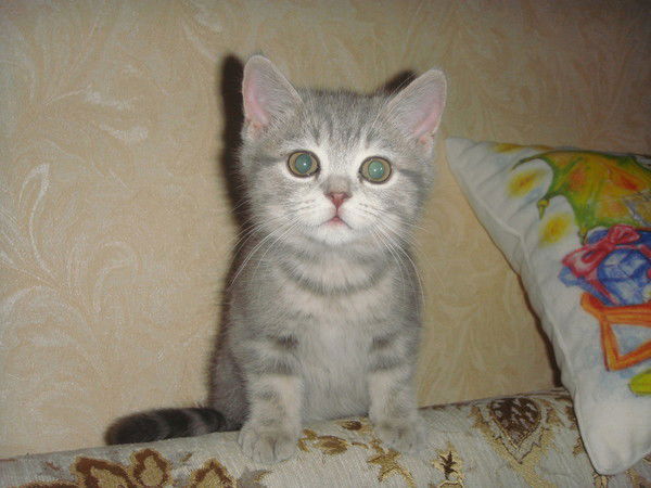 Оксана Политиенко