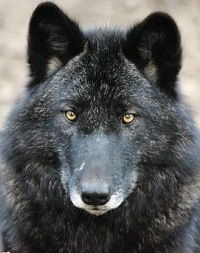 Александр Цыбин