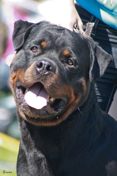 Лариса Тихомирова