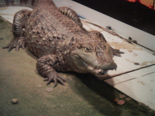 Алексей Полещук