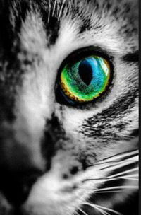 Ксения Евсеева