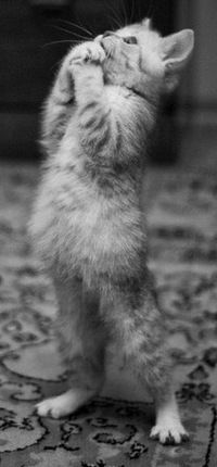 Катя Леонова