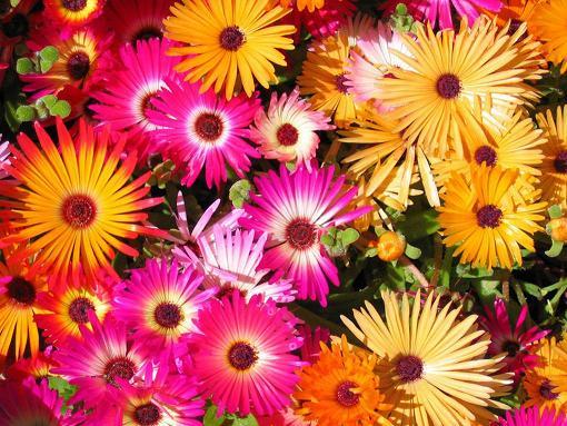 Юлия Краснокутская