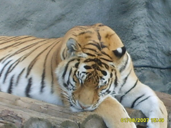 Рашит Усманов