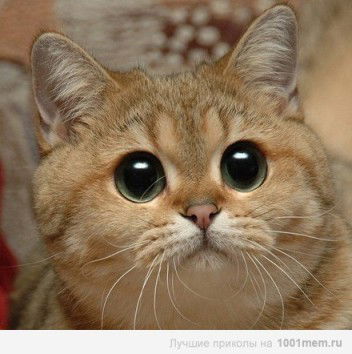 Владислав Быков