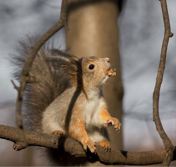 Танюша Рязанова