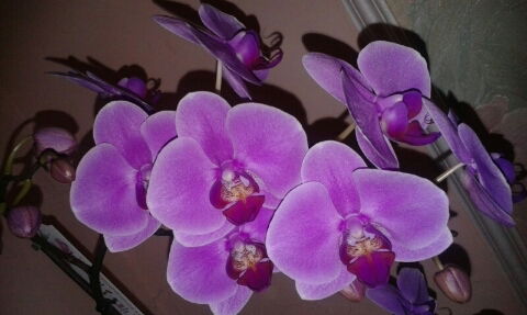 Алиме Ашурова