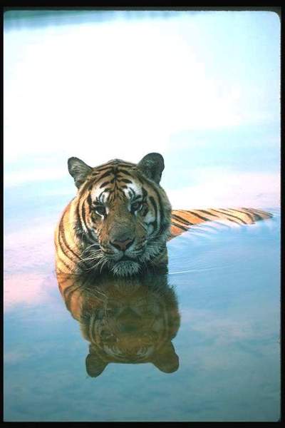 Вероника Бурдейная