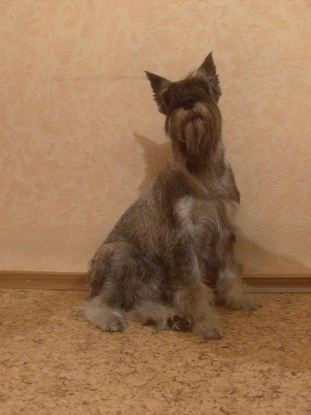 Мани Иващенко