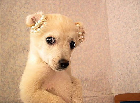 Вилена Ибрагимова