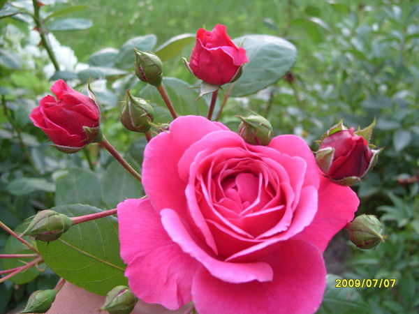 Ирина Петракова