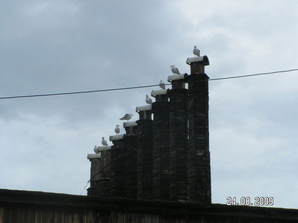 Андрей Павлов