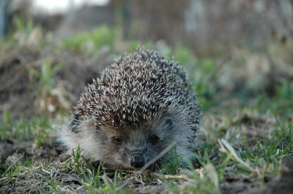 Лена Соловьёва
