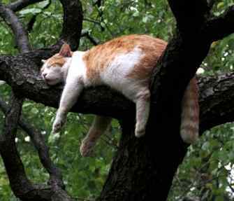 Роман Чагин