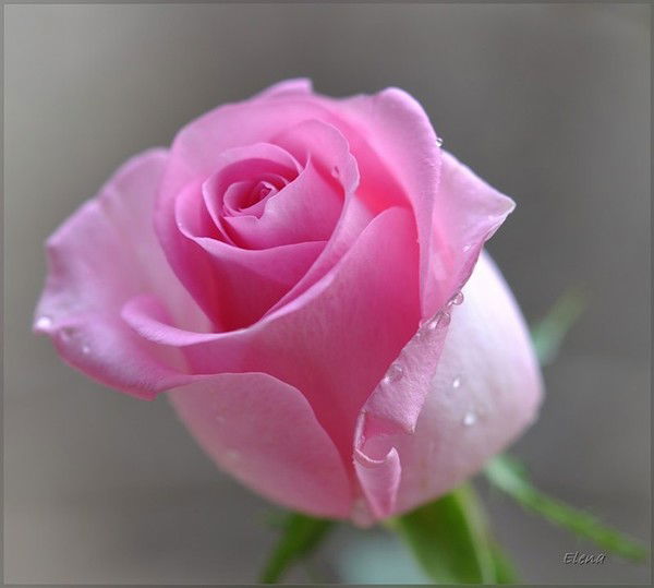 Гульнара Садыкова