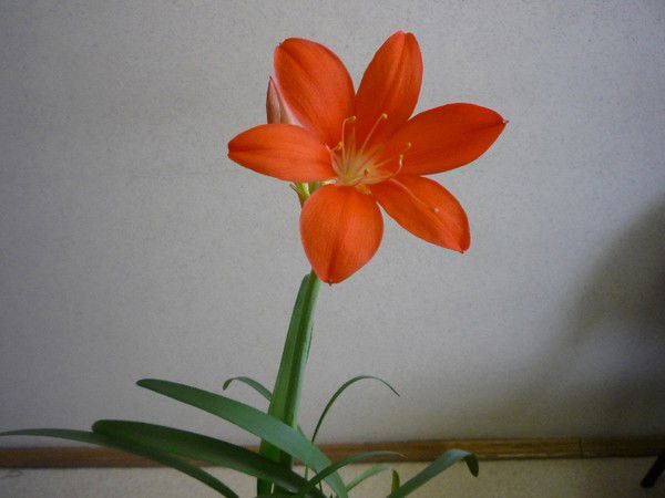 Ирина Бутина