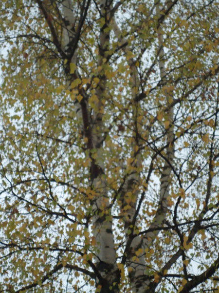 Галина Васильевна