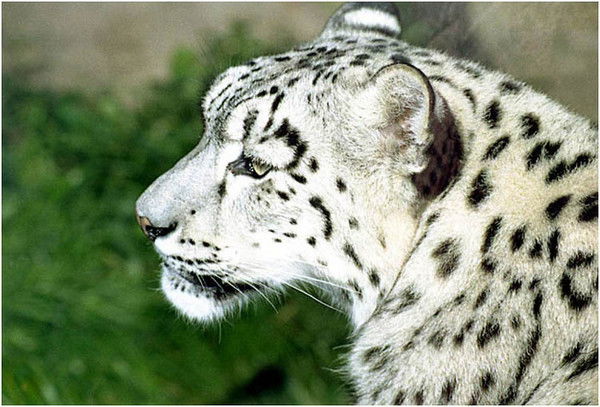 Ооо "барс" Г. Магнитогорск