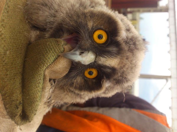 Алена Отряскина