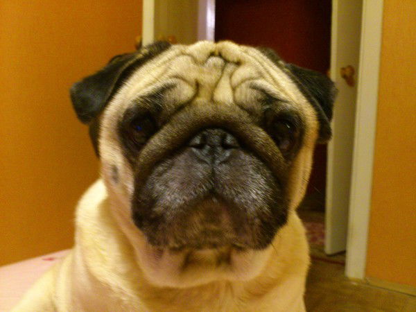 Надежда Обыдённая