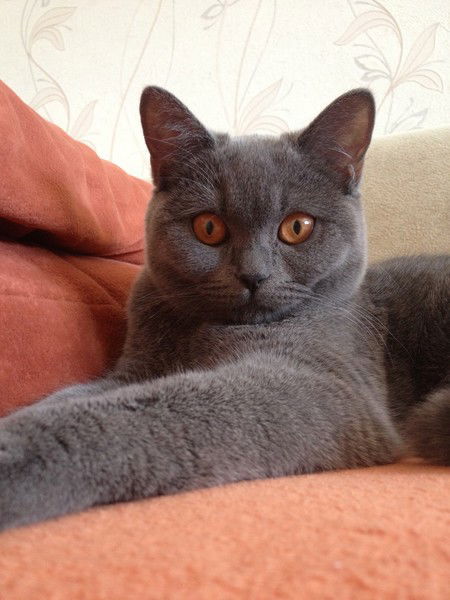 Екатерина Блажевич