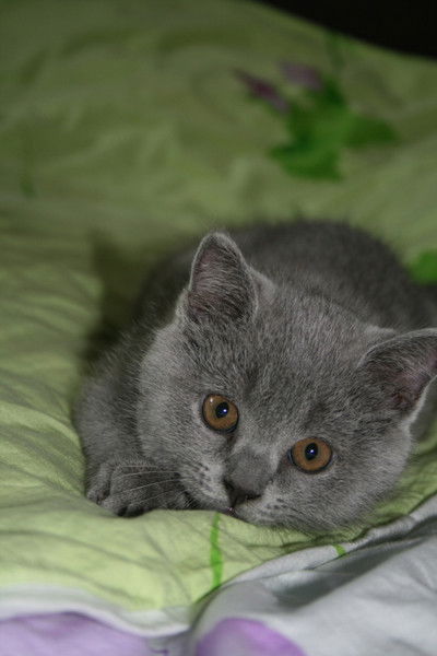 Ольга Магелатова