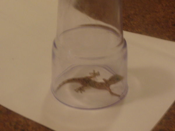 Эвелина Антонова