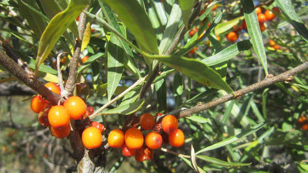 Кенжегуль Нурпеисова